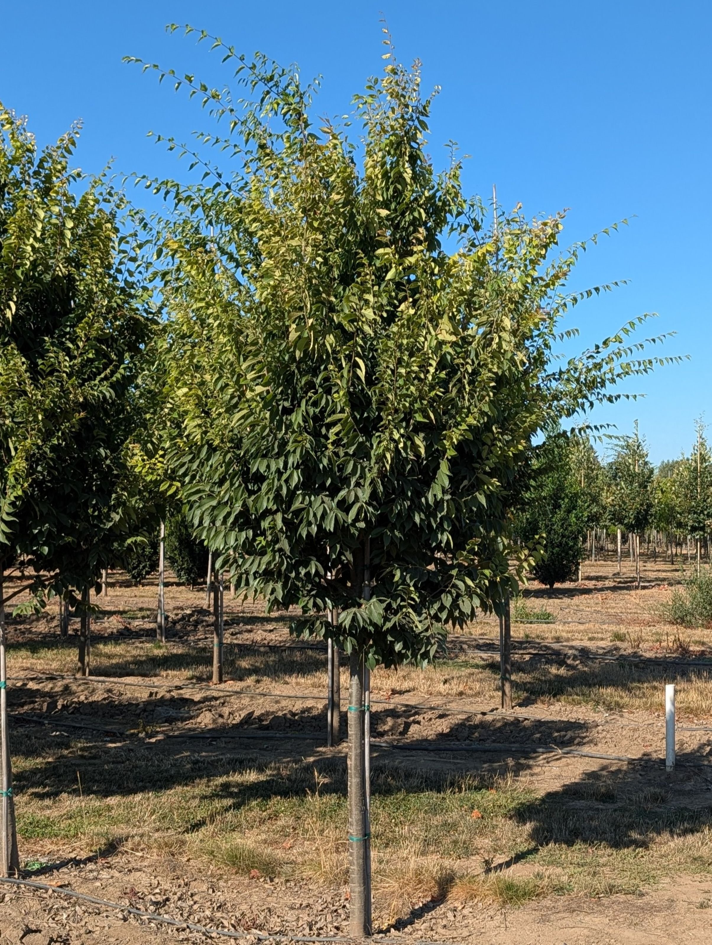 Zelkova+serrata+City+Sprite+2.